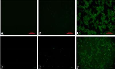 Lactobacillus casei Ghosts as a Vehicle for the Delivery of <mark class="highlighted">DNA Vaccines</mark> Mediate Immune Responses